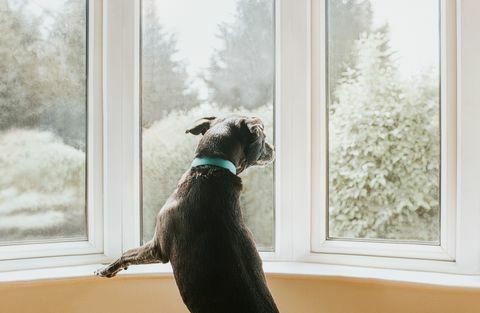 пас гледа кроз прозор