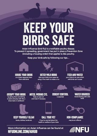 Како ове године заштитити перад од птичијег грипа