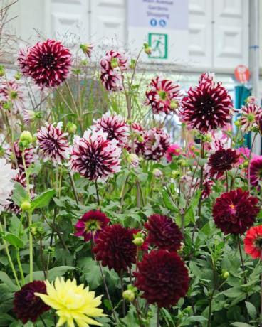 септембар 2021, изложба цвећа у Рхс Цхелсеа, Лондон, Енглеска, Велика Британија изложено цвеће у великом павиљону далија
