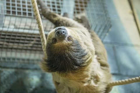 Дом за пензионисање отвара се у Велсу због леноба