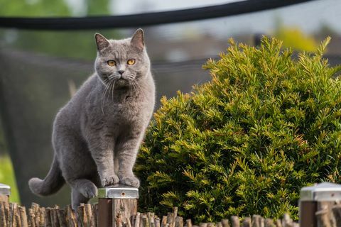 прилично бритка краткодлака мачка која стоји на ограду баштенске ограде