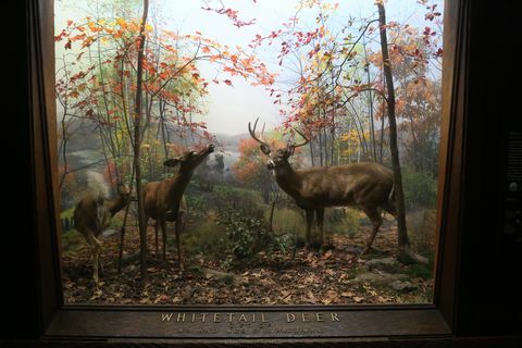 Изложба јелена бијелог јелена у Америчком музеју природне историје