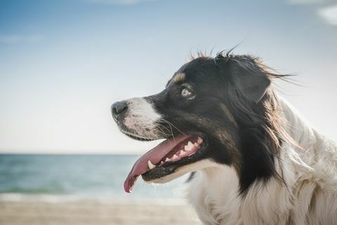 Пас на плажи