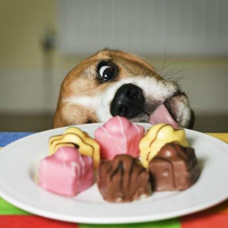 Пас покушава лизати тањир француске маштовите торте