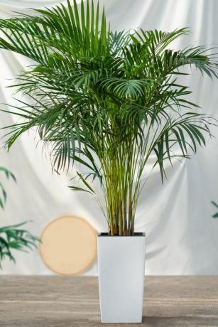 дипсис лутесценс, ареца трска, биљка златне трске палме у белом саксији