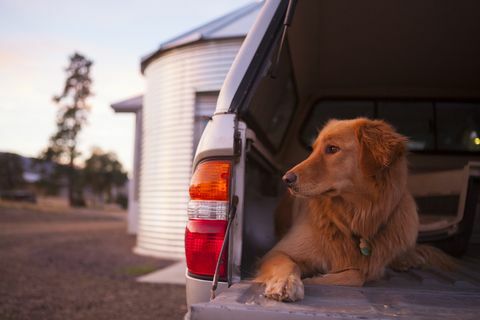 Власници паса са 4к4с позвани су да воде рачуна о овом здравственом упозорењу ветеринара - Упозорење за подизање аутомобила за псе