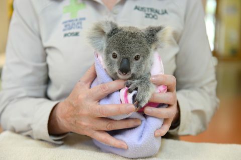 Схаине коала