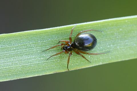 Паук новца изблиза