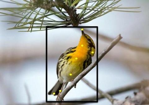 Ево новог начина за препознавање птица из дворишта