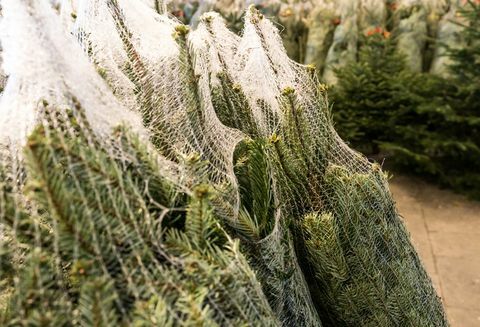 многа божићна дрвца умотана у пластичне мреже исечена и спремна за транспорт и продају