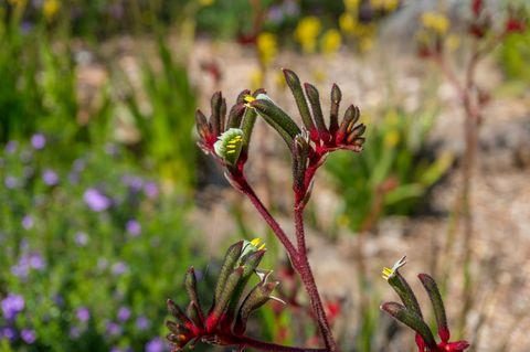 биљка анигозантхос флавидус или кенгуруа са шавом и црвеним цвећем
