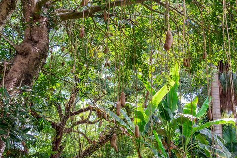 дрво кобасице кигелиа африцана са висећим воћем флорида, америка