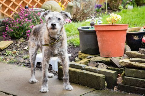 Сцруффи је најстарији пас Догс Труста