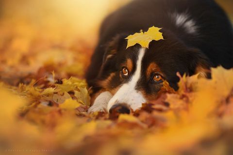 Овај фотограф прави најневероватније фотографије паса који уживају у јесени