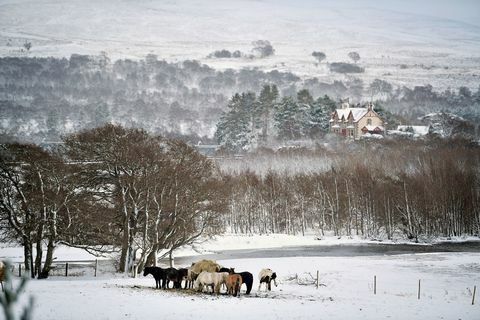 снежни коњ Шкотска
