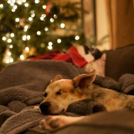 пас се опушта на софи на Божић
