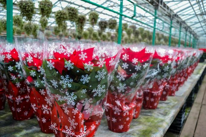 божићна распродаја јарко црвеног цвета божићне звезде у свечаном паковању са пахуљама огроман број цвећа у саксијама је у пластенику припреме за празнике, поклони, украси