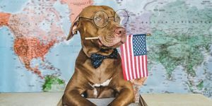 симпатичан, леп пас и америчка застава изблиза, у затвореном простору