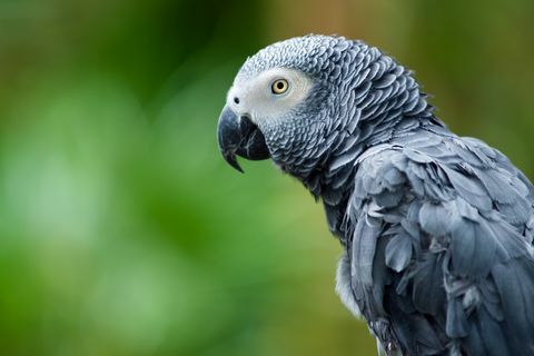 Афрички сиви папагај