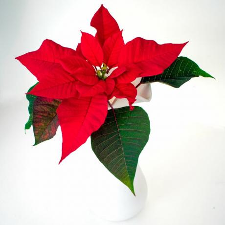 једна прелепа црвена божићна звезда са листовима на белој боји