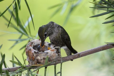 Шта учинити када пронађете гнездо за птице