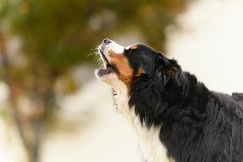 средовечни бернски планински пас лаје на отвореном у снимку изблиза