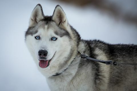 Сибирски Хаски