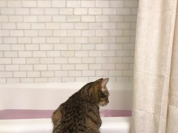 мачка гледа у каду напуњену водом