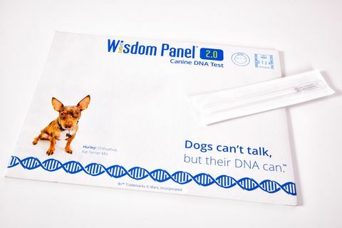 Сада можете открити порекло вашег пса помоћу овог новог прибора за тестирање ДНК код куће