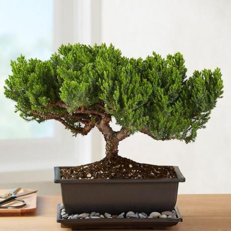 juniper bonsai1822 40004 101067 101521 101672 veb za ažuriranje 157145 157822