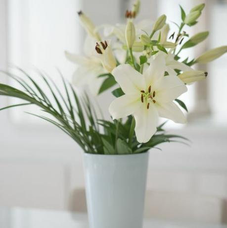 цвет белог љиљана у вази