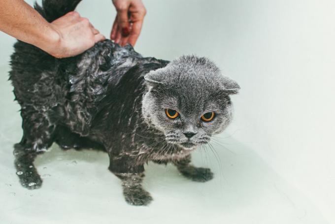 ошишане руке жене која пере сиву шкотску фолд мачку у кади, фокусирајући се на његово тело и остављајући му главу сувом
