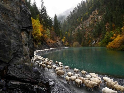 стадо оваца - језеро - Абано Пасс - Грузија - Амос Цхаппле / РФЕ / РЛ