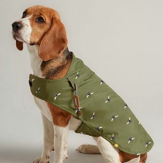 Маслинасто зелена воштана капут за псе