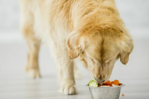 могу ли пси јести воћно поврће