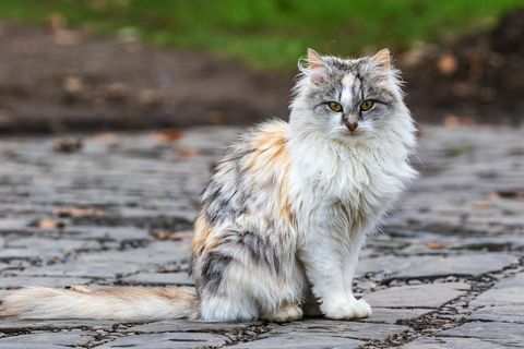 симпатична тробојница мачка сједи на стази и гледа домаћу мачку фотографа напољу