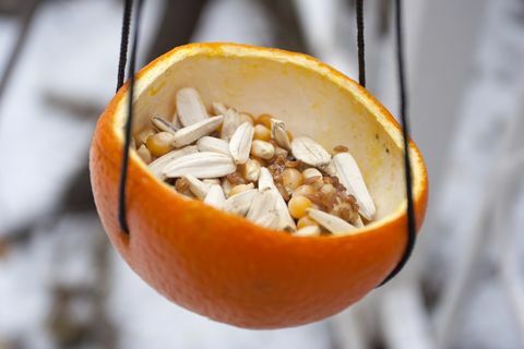 хранилица за наранџасте коре