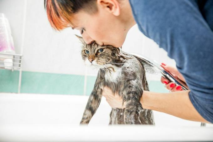 одрасла жена пере сибирску мачку у кади, подиже му предњи крај испод руку и љуби га у главу док ради