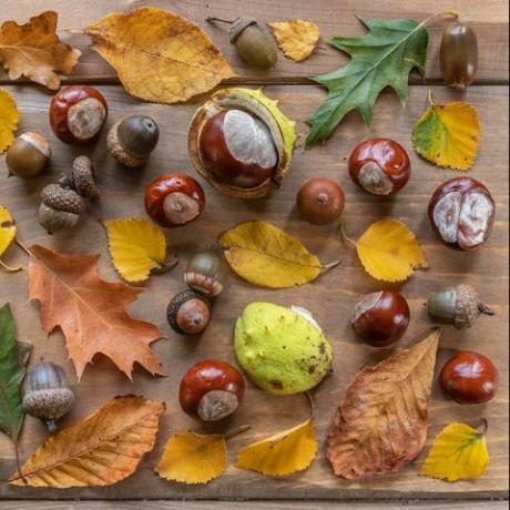 јесења равна лежа са листовима у јесењој боји, као и дивљи кестен и различите врсте жира сакупљене током јесење шетње Холандијом, положене на дрвени сто
