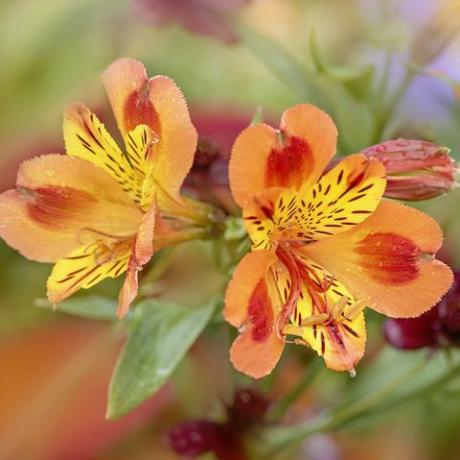 slika izbliza prelepih, živih narandžastih cvetova alstromerije, koje se obično nazivaju peruanski ljiljan ili ljiljan Inka