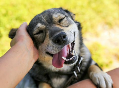 симпатични пас ставио је лице на колена човеку и насмејао се рукама док јој гребе ухо