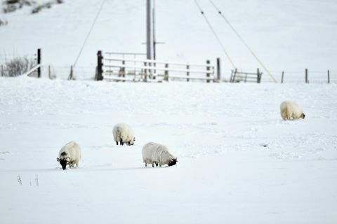 овчји снег Шкотска