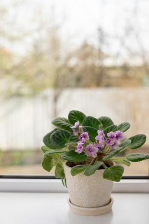 саксија са цветајућом љубичастом саинтпаулиа на концепту прозора дасака замућена позадина