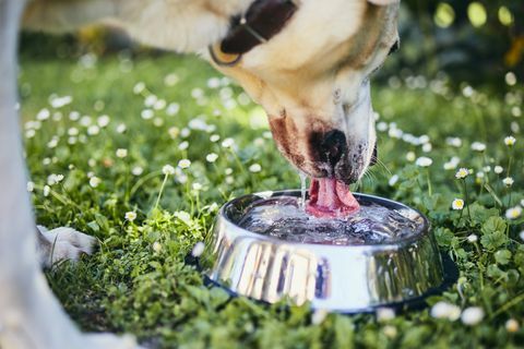 изблиза пса који пије воду из чиније