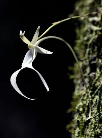 Орхидеја духова