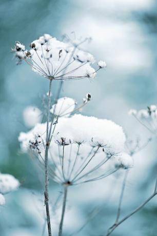 снегом прекривено цвеће од чипке краљице Ане познато и као дауцус царота у зимској башти