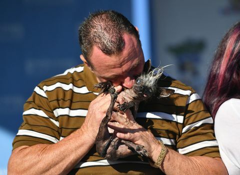 Свеепее Рамбо, најружнији пас на свијету