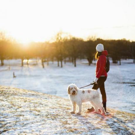 шетање паса зими