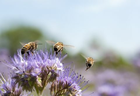 Мед пчела лети