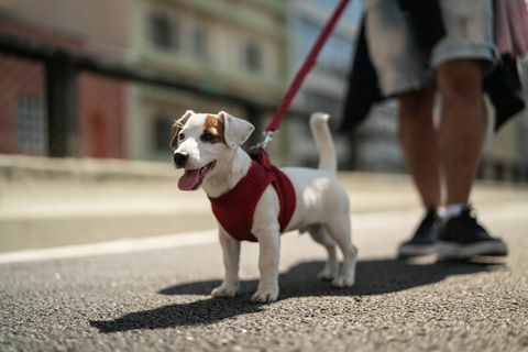 Пас шета градом